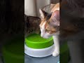 Chip tries CAT GRASS for the FIRST TIME!