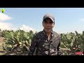 Huerta de TUNAS | Ya viene la cosecha con los productores de NOPAL TUNERO | Conoce sobre el campo