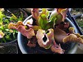 2020 Flytrap collection dormancy update