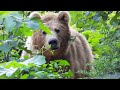 Wild Kingdom in 4K HDR 60FPS Dolby Vision | Thrilling Cinematic Music (Bright Colors)