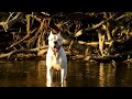 Dogo Argentino on a walk... Gladio Romano de El Polivalente