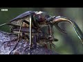 Stag Beetle Throws Girlfriend Out Of Tree | Life | BBC Earth