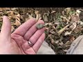 Metal Detecting Old Metro Park - Digging the Relics