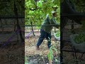 Así se la rifa el señor Miguel cosechando este uvas en los campos de California ￼