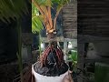 pemantauan perkembangan akar bonsai kelapa