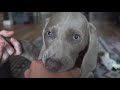 Life With Koda ( Episode 2) - First steps in Koda's training or raising a hunting weimaraner.