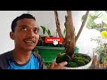 TIPS MUDAH MENUMBUHKAN LUMUT PADA BONSAI KELAPA ATAU TUMBUHAN HIAS LAINNYA AGAR TERLIHAT INDAH