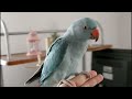 Taming My Ringneck Parrot | First 2 Months Together