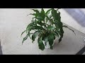 How to Properly Clean Indoor Plant Leaves and Make Them SHINE!