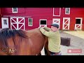 HORSE RESCUED FROM KILLPEN GETS FIRST ADJUSTMENT 🐴 [EXTENDED SESSION w/ RESULTS]