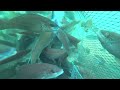Amazing fish trap. Real underwater full video.A lot of fish came into the trap