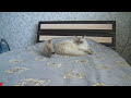 Подброшенный котенок Туманчик