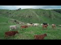 Young cattle roundup