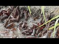 Red Swamp Crayfish AKA Crawfish exiting crawfish pond being drained. (St. Landry Parish, Louisiana)