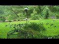 bird feeder 2