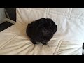 Shih Tzu bark on demand