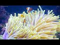 Ocean 4K - Beautiful Coral Reef Fish in Aquarium, Sea Animals for Relaxation -  4K Video Ultra HD #2