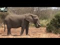 पानी के लिए अफ्रीका शिकार | Africa Hunt For Water | World Documentary HD