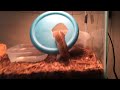 Pinstripe Ball Python destroys mouse