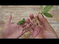 How to grow Azalea plant from cuttings very easy method with 100% Success | Azalea plant care