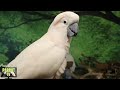 Bird Room Buddies | Happy Parrot Sounds | HD Parrot TV VIDEO EDITION | 3+ Hours | Bird Room TV