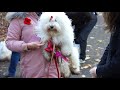 Coton de Tulear Meet up Cassiobury Park November 2017