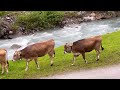 🇨🇭 Most Beautiful Places In Switzerland. Sisikon, Lauterbrunnen Relaxing Walk 4K