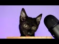 Black Kitten eating Pate Cat Food ASMR
