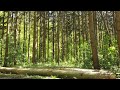 Waldbaden - Daoismus - Ein Moment zum Durchatmen