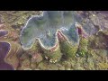 Giant clams at Anilao, biggest shells in the world