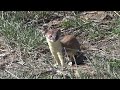 04142016 longtailed weasel