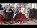 Guinea pigs feast