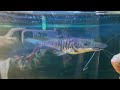 Aquarium neighbors.  Can piranha and stingray potamotrygon leopoldi live together?