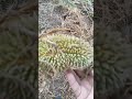 Afdhal- Keliling kebun durian monthong yang banyak buahnya seru banget kawan