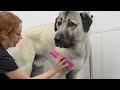 The Strongest Bite Force In The Dog Kingdom | Turkish Kangal