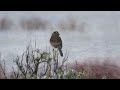 The Magic Grizzly Bear on the Bighorn Trail - Yellowstone National Park