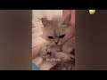 Funny Dogs And Cats Videos 2023 🤤 - Best Funniest Animal Videos Of The Month #30