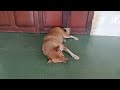 Hilarious Cats and Dogs😹🐶Funniest Animals 2024🤣😁part 4