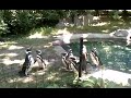 Penguins at Blank Park Zoo