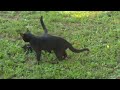 cat fights/trains younger larger sibling