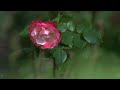 Nature in slow motion - Nikon Z8