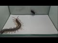 Ciempiés vs Cucaracha (con música de linkin park)