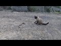 Siamese Cat Snake Fight || 샴 고양이와 뱀 싸움