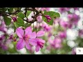Beautiful Relaxing Music for Stress Relief 🌿 Peaceful Piano Music | Sleep Music | Study Music