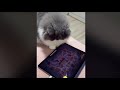 Cats can be raised with iPad