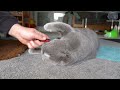 Brushing The Softest Cat ASMR