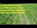 Soybean Herbicide response