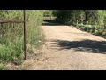 Mountain Lion next to Provo River