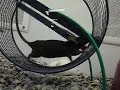 Slow motion - mouse runs in a wheel