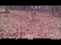 Buck trailing doe Dec 8